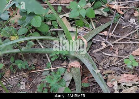 Aloe Vera Pflanzen, tropische Pflanzen auf Natur Hintergrund Stockfoto