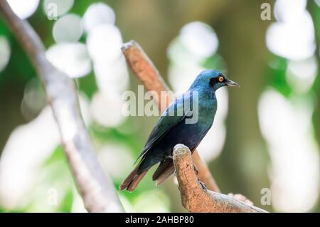 Grün glänzend Starling auf einem Baum gehockt. Metallic grün gefärbten Vogel Stockfoto
