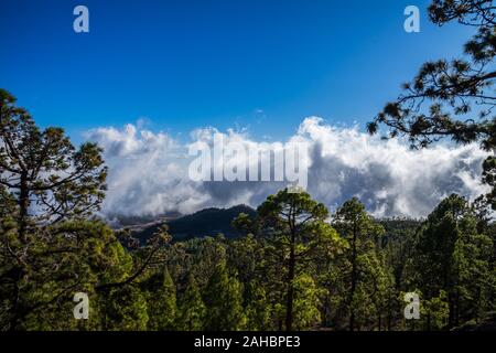 Spanien, Teneriffa, Blick über Green Tree Tops in den Bergen in der Nähe von Vulkan Teide mit dunklen Regenwolken wie Nebel und blauer Himmel Stockfoto