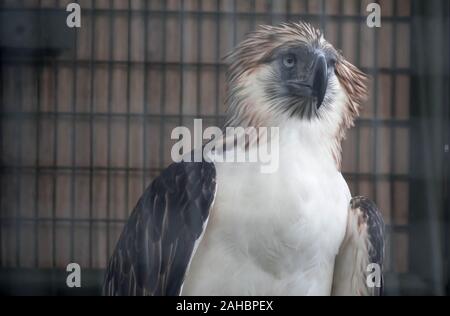 Die Philippine Eagle (Pithecophaga jefferyi) ist eine der am meisten bedrohten Vogelarten der Welt. Es wird davon ausgegangen, dass weniger als 500 Paare überleben Stockfoto