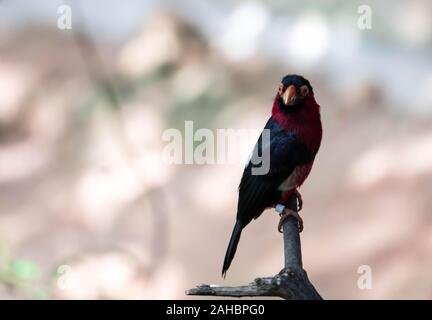 Ein bärtiger Barbet (Pogonornis dubius) in einem Baum gehockt. Vogelarten mit sehr seltsame Form Rechnung. Stockfoto