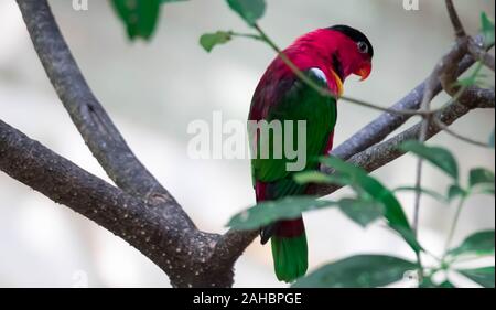 Eine gelb-(lorius Lory bibbed chlorocercus) Sitzstangen auf dem Zweig. Es ist eine Art von Papagei in der Familie Psittaculidae. Er ist endemisch im südlichen Stockfoto