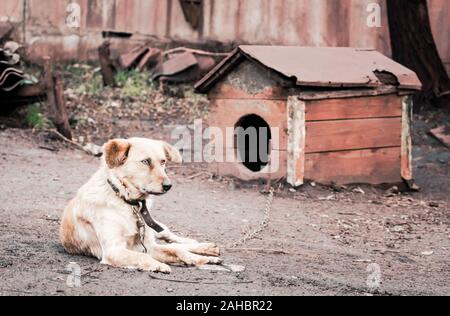 Mongrel Hund an der Kette in der Nähe von Holz Hundehütte auf einem Bauernhof im alten Stil Foto Stockfoto