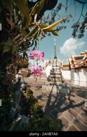 Thailand Bangkok Tempel im Hintergrund mit rosa Orchideen Stockfoto