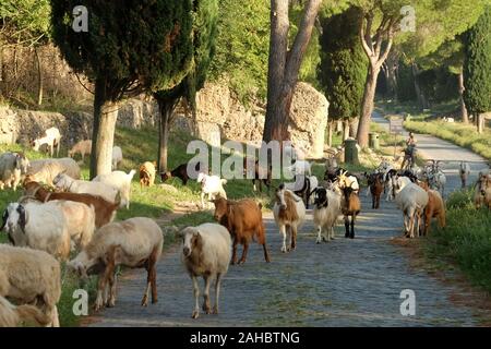 Antiken APPIA WEG, Rom, 12. September 2018 - viele Schafe Überquerung der antiken Via Appia in Rom. Stockfoto