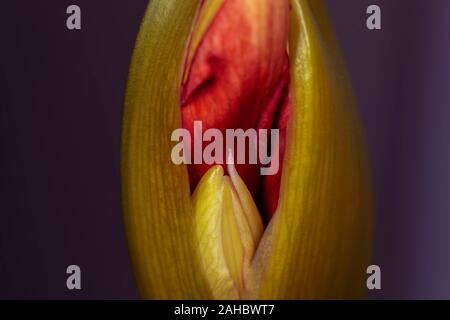 Die Einzelheiten der Knospe der roten Amaryllis Stockfoto