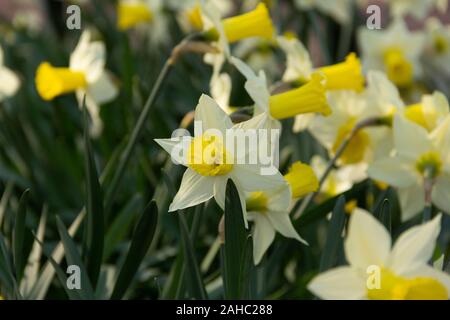 Ein Bündel von wilden Narzissen in einem Park in Malmö, Schweden, im Frühling Stockfoto