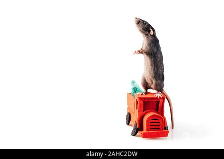 Grau-weißen reinrassigen Ratte stehen auf seinen Hinterbeinen auf rotem Filz Maschine Stockfoto