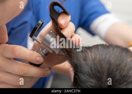Tierarzt untersucht das Ohr des Hundes mit einem Otoskop Stockfoto