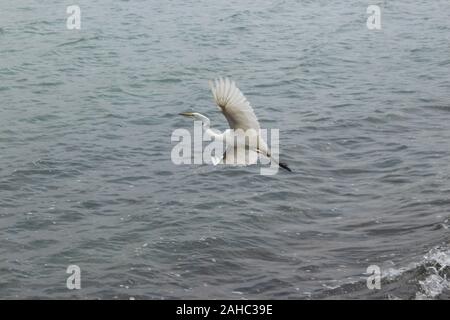 Ein Silberreiher (oft für einen Reiher irre) nimmt Flug über Kabbelwasser im Land Australien. Wissenschaftliche name ist Ardea alba. Stockfoto