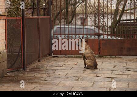 Ein Schäferhund sitzt in einem ländlichen Hof in der Nähe des Tores und wartet, bis der Eigentümer. Stockfoto