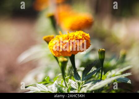Ringelblume Blume Bild in Bangladesch Stockfoto