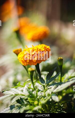 Ringelblume Blume Bild in Bangladesch Stockfoto