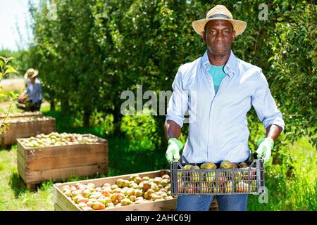 Portrait von Müde fleißig Effiziente positiven afrikanischen amerikanischen Mann, der Kunststoff des geernteten reife Birnen Obst Garten Stockfoto