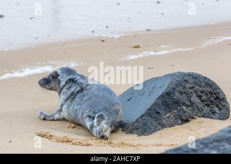 Atlantic Kegelrobben an Land in Norfolk UK Krankenpflege Pups und Paarung, bevor Sie zum Meer Stockfoto