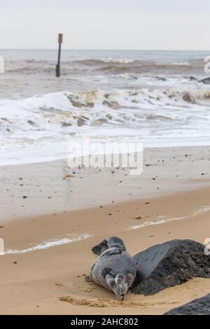 Atlantic Kegelrobben an Land in Norfolk UK Krankenpflege Pups und Paarung, bevor Sie zum Meer Stockfoto