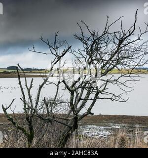 Skelettmuskulatur abgestorbene Bäume an der Küste von Colliford See am Bodmin Moor in Cornwall. Stockfoto