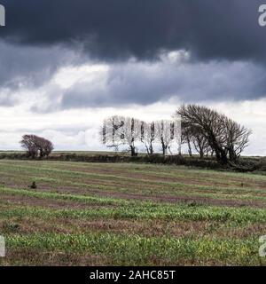 Regenwolken über Bäume in einer Hecke in einem landwirtschaftlichen Gebiet in Cornwall wachsen. Stockfoto