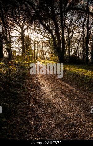 Am frühen Morgen Sonnenlicht silhouetting Bäume in Colan Woods, der überwucherte Gelände des historischen Tanne Hill Manor in Colan Pfarrei in Newquay in Cornwall. Stockfoto