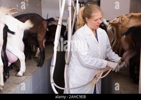 Portrait von qualifizierten Molkerei - Frau arbeiten an Ziegen Bauernhof, Vorbereitung für die Maschine Melken der Ziegen Stockfoto