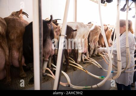 Prozess der Maschine Melken der Ziegen auf der Farm. Rückansicht der Ziegen und Bäuerin Anbau melken Cluster Euter von Tieren Stockfoto
