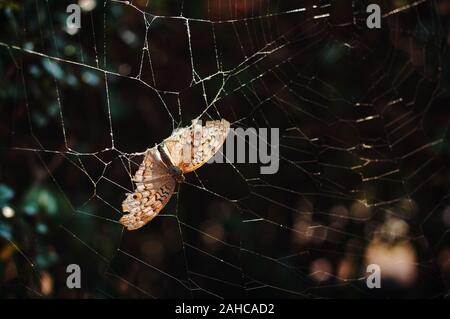 Eine braune Schmetterling hat auf dem Spinnennetz klemmt Stockfoto