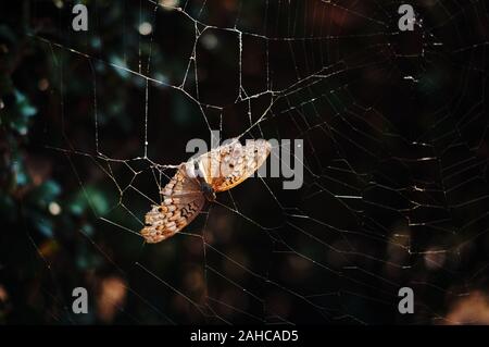 Eine braune Schmetterling hat auf dem Spinnennetz klemmt Stockfoto