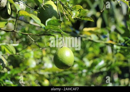 Frische limetten am Baum Ecuador Stockfoto