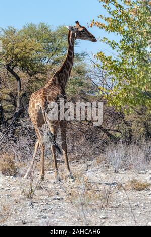 Angolas Giraffa giraffa Giraffen - angolensis - Essen aus dem Gebüsch auf den Ebenen von Etosha Nationalpark in Namibia. Stockfoto