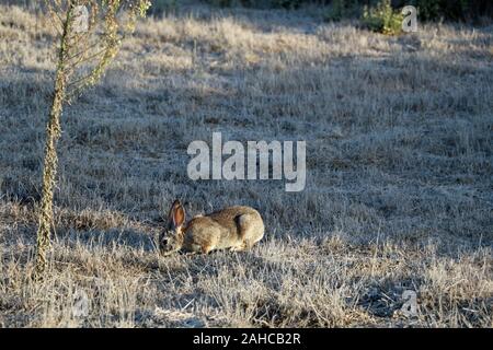 Eine wilde Hase in den Usa Stockfoto