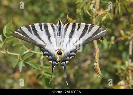 Der Südliche Schwalbenschwanz (Iphiclides feisthamelii) Stockfoto