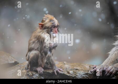 Die japanischen Makaken, auch als Snow monkey bekannt Stockfoto