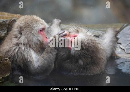 Die japanischen Makaken, auch als Snow monkey bekannt Stockfoto