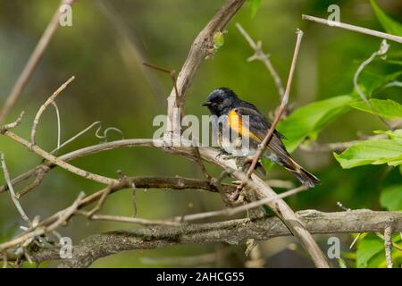 Amerikanische Redstart (Setophaga ruticilla), männlich, Zucht Gefieder Stockfoto