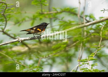 Amerikanische Redstart (Setophaga ruticilla), männlich, Zucht Gefieder Stockfoto