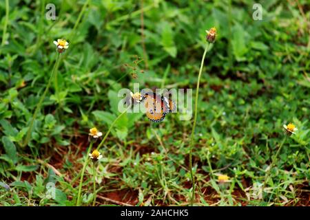Schmetterling auf Blume Stockfoto