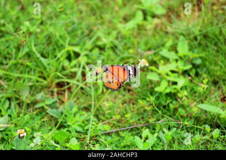Schmetterling Nektar saugen von einer Blume Stockfoto