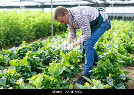 Landwirt in fäustlinge Interessieren für malabar Spinat Pflanzen besser wachsen im Gewächshaus Plantage Stockfoto