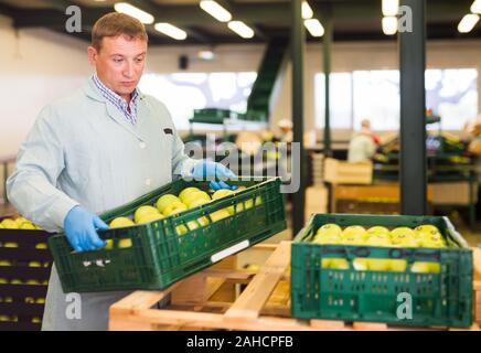 Erwachsene Mann arbeiten an Obst Sortieranlage, Box, die mit Äpfeln auf Apple Fabrik Stockfoto