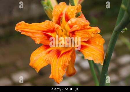 Farbe Orange daylily Blüte Hemerocallis dekorative Blume mit Regentropfen hautnah. Natürliche Hintergrund anzeigen. Selektive Weichzeichner. Geringe Tiefe von f Stockfoto