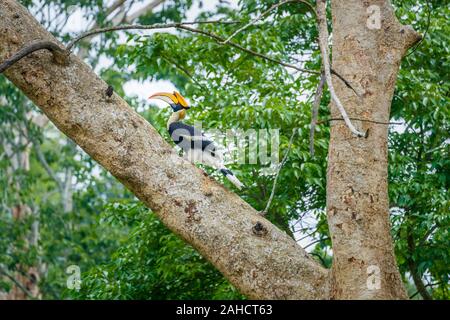 Doppel (Buceros bicornis) standng auf einem Ast im Kaziranga National Park, Assam, Nordosten Indiens Stockfoto