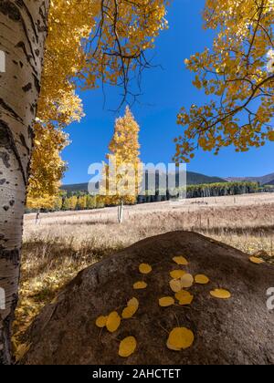 Aspen bleibt um Mt. Humphreys, San Francisco Peaks, Flagstaff, Arizona Stockfoto