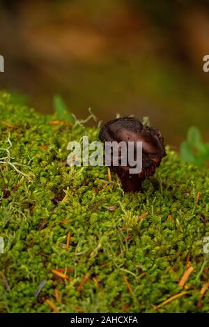 Pilze im Wald in den schottischen Highlands von Sutherland Schottland Großbritannien Stockfoto