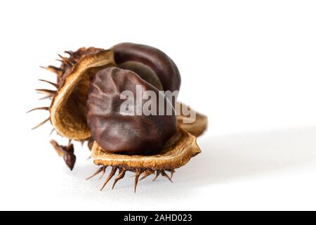 Zerbrechlichen alten trockenen Kastanien ab Herbst Stockfoto