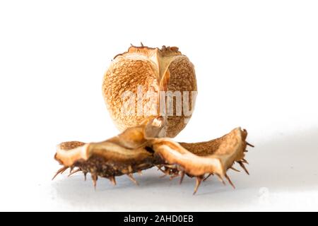 Zerbrechlichen alten trockenen Kastanien ab Herbst Stockfoto