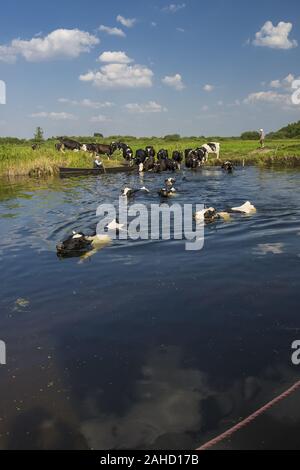 Kühe über die biebrza Fluss Stockfoto