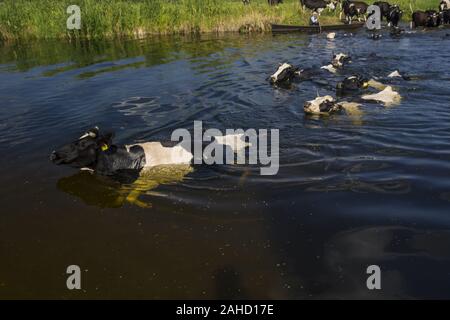 Kühe über die biebrza Fluss Stockfoto