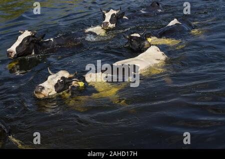 Kühe über die biebrza Fluss Stockfoto