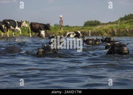Kühe über die biebrza Fluss Stockfoto