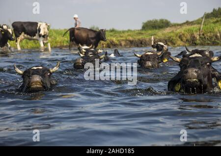 Kühe über die biebrza Fluss Stockfoto